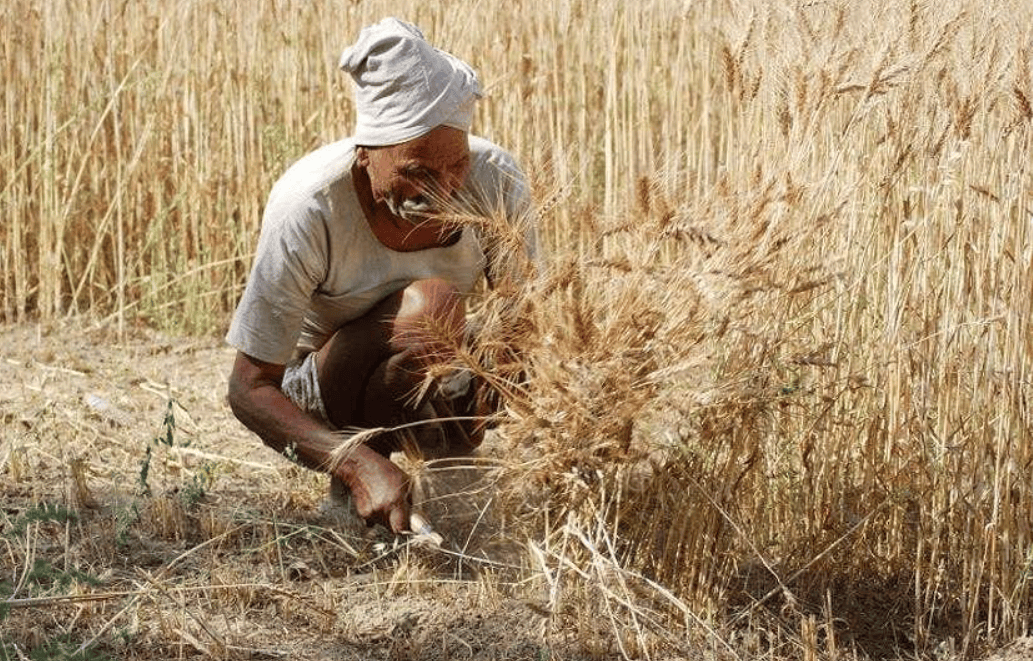Book Harvesting Services